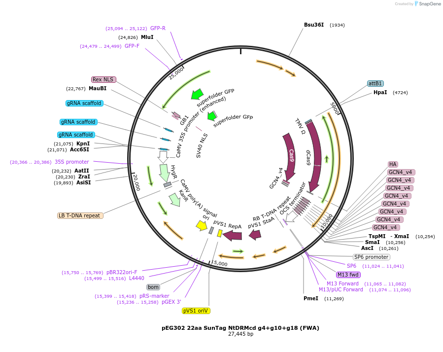 115487-plasmid-map-sequence-id-240326