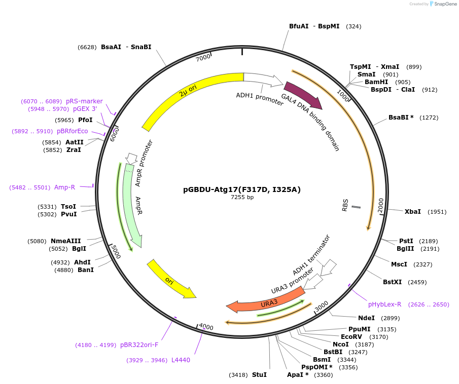 122275-plasmid-map-sequence-id-240329