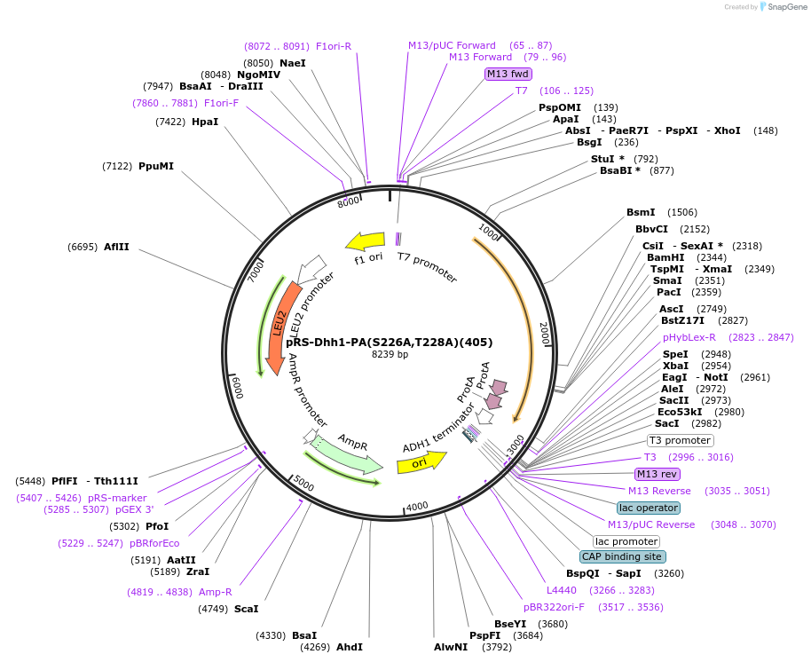 122066-plasmid-map-sequence-id-240331