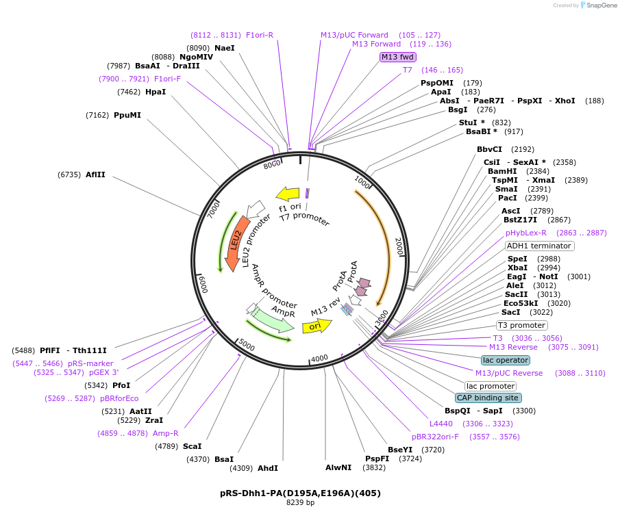 122065-plasmid-map-sequence-id-240332