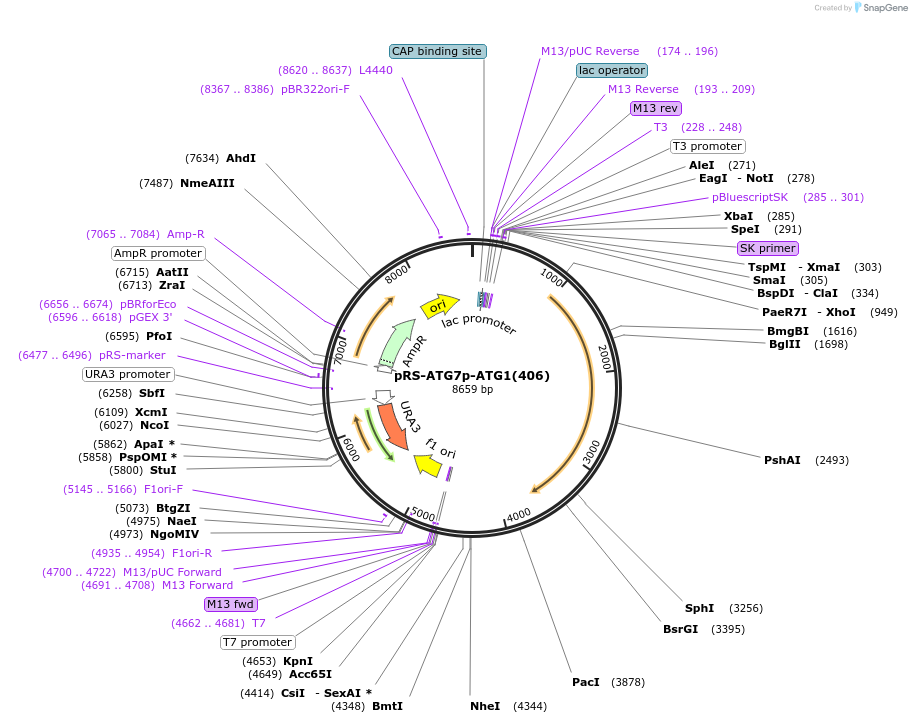 122071-plasmid-map-sequence-id-240333