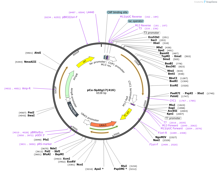 122078-plasmid-map-sequence-id-240334