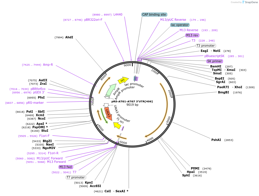 122070-plasmid-map-sequence-id-240335