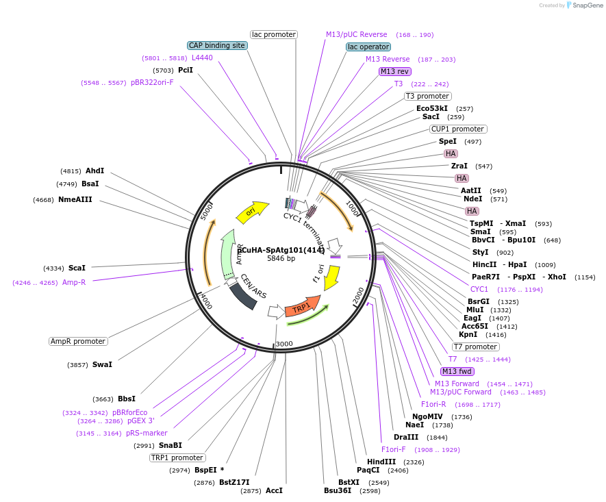 122081-plasmid-map-sequence-id-240337