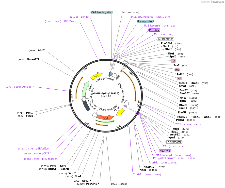 122079-plasmid-map-sequence-id-240339