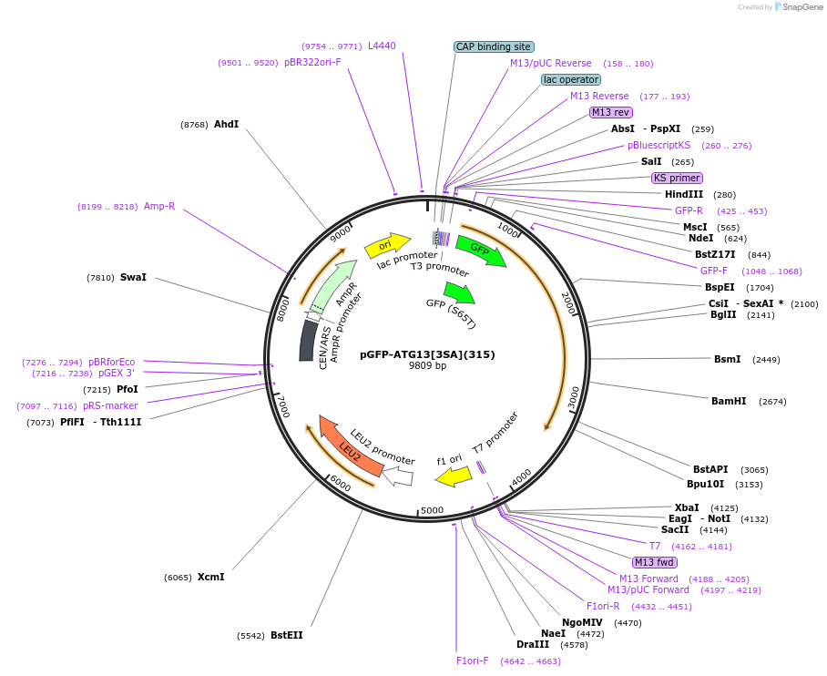 122073-plasmid-map-sequence-id-240342