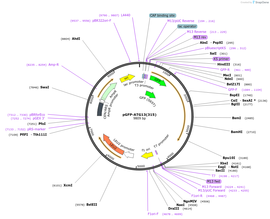 122072-plasmid-map-sequence-id-240343