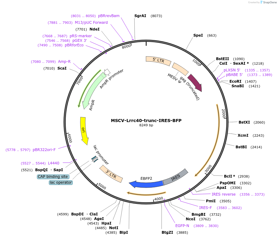 117268-plasmid-map-sequence-id-240347
