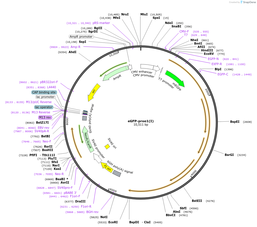 119843-plasmid-map-sequence-id-240348