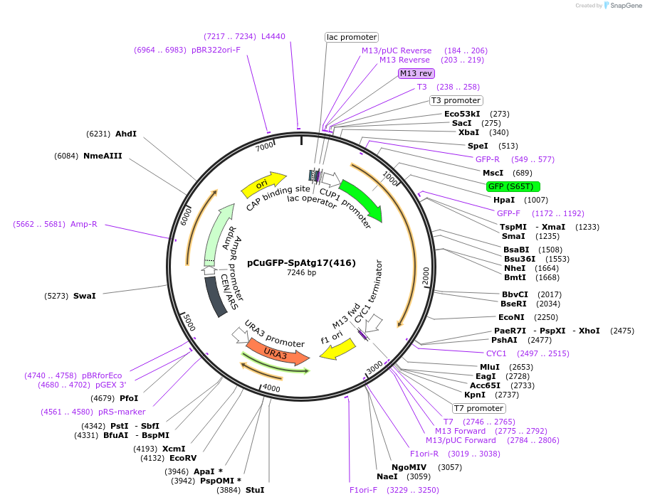 122080-plasmid-map-sequence-id-240353