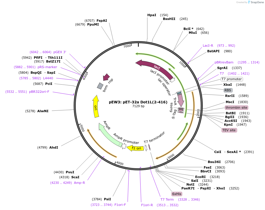 124098-plasmid-map-sequence-id-240356