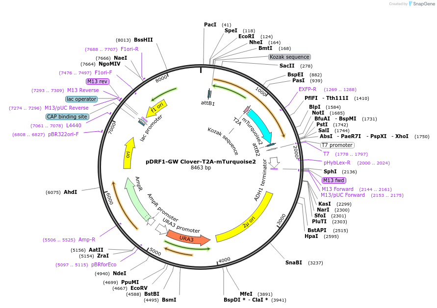 118425-plasmid-map-sequence-id-240360