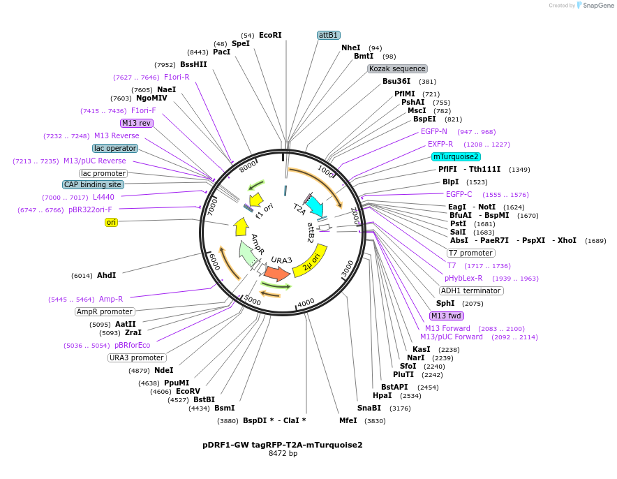 118437-plasmid-map-sequence-id-240363