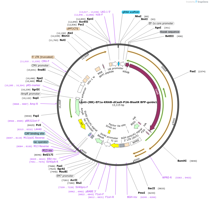 118157-plasmid-map-sequence-id-240364