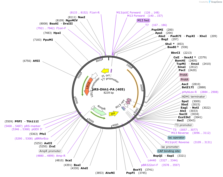 121417-plasmid-map-sequence-id-240368