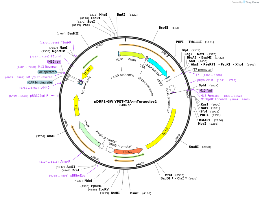 118450-plasmid-map-sequence-id-240370