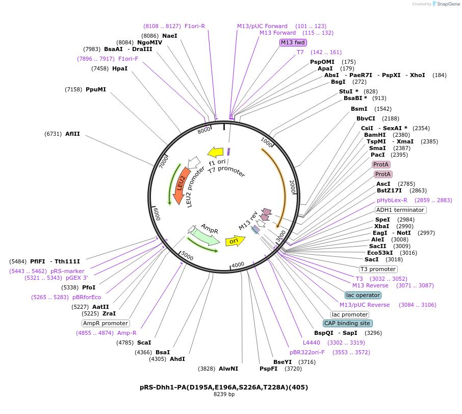 122067-plasmid-map-sequence-id-240382