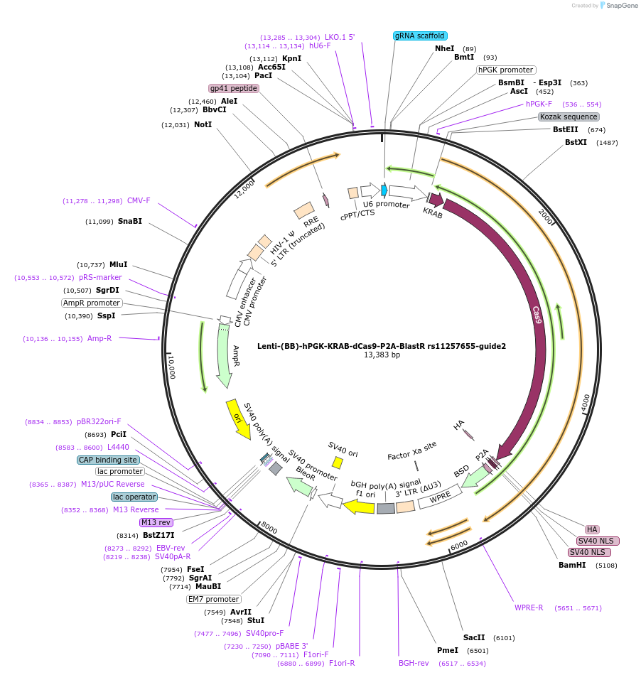 118201-plasmid-map-sequence-id-240397