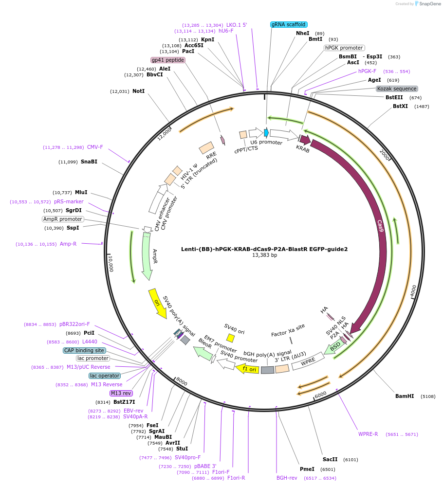 118163-plasmid-map-sequence-id-240400