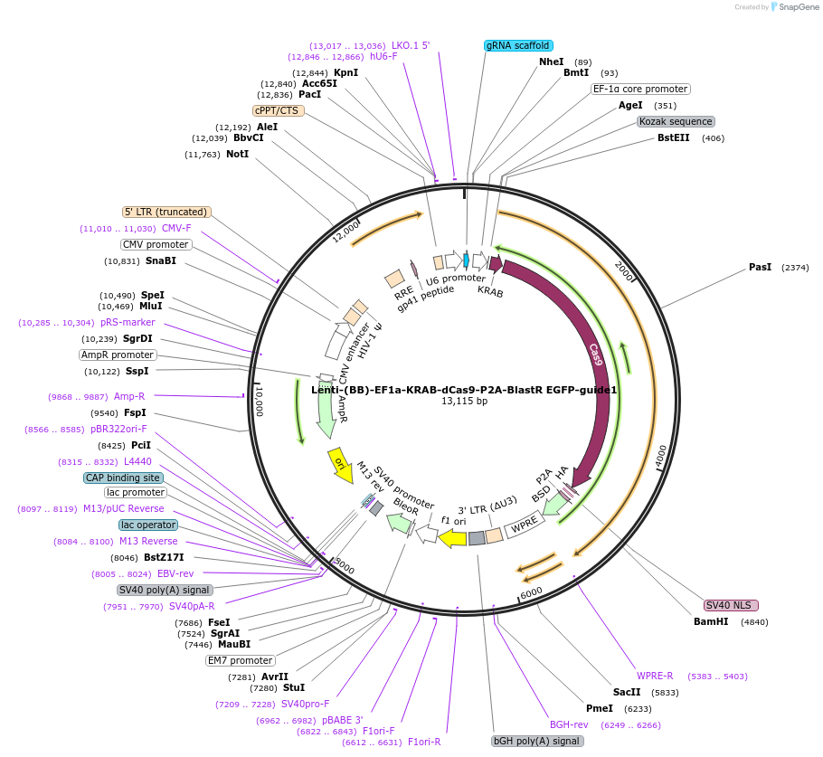 118158-plasmid-map-sequence-id-240404