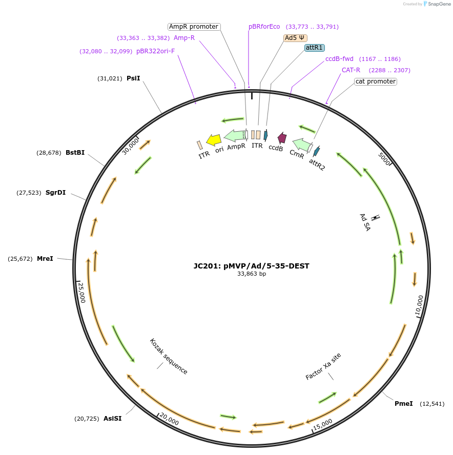 121847-plasmid-map-sequence-id-240406