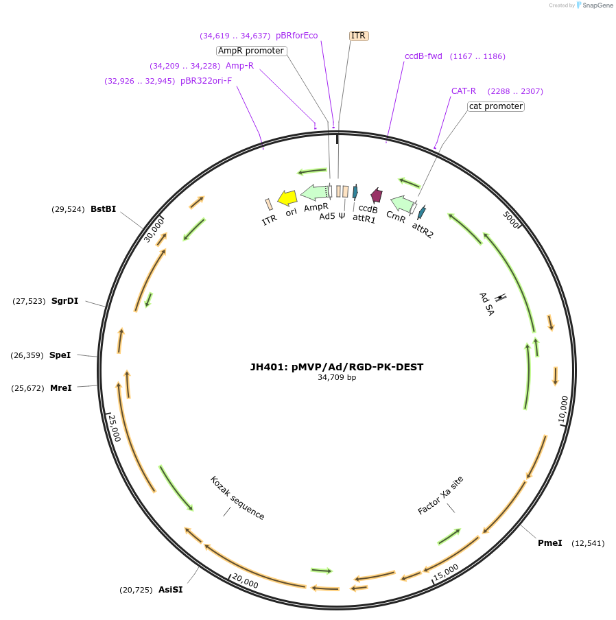 121846-plasmid-map-sequence-id-240407