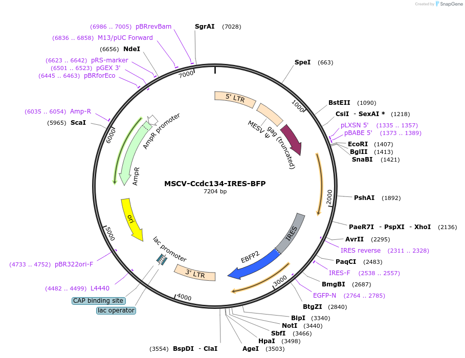 117266-plasmid-map-sequence-id-240436