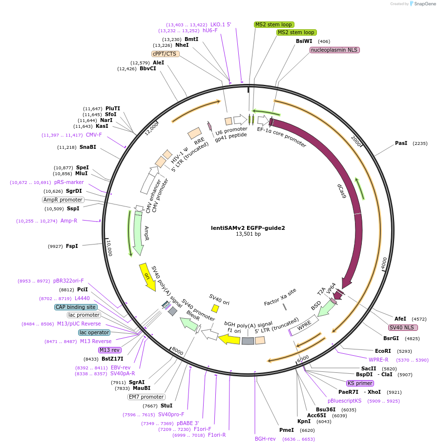 118167-plasmid-map-sequence-id-240442