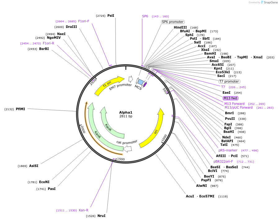 118044-plasmid-map-sequence-id-240451