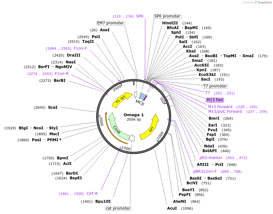 118046-plasmid-map-sequence-id-240460
