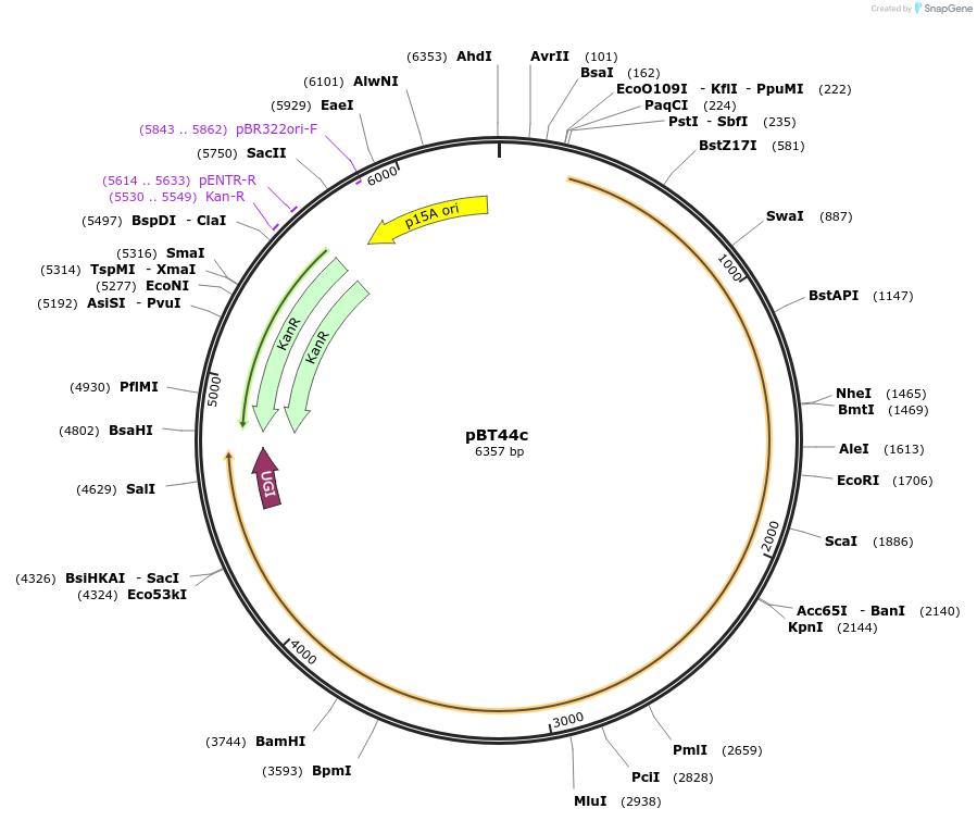 122600-plasmid-map-sequence-id-240463