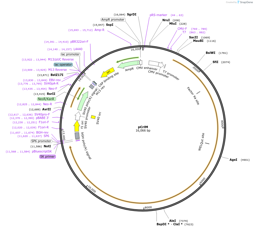 122444-plasmid-map-sequence-id-240465