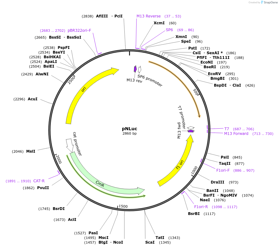 118058-plasmid-map-sequence-id-240466