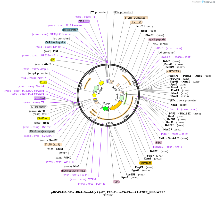 123363-plasmid-map-sequence-id-240469