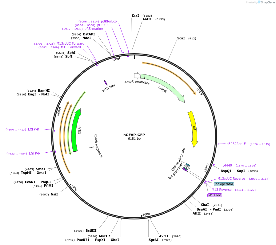 40592-plasmid-map-sequence-id-240470