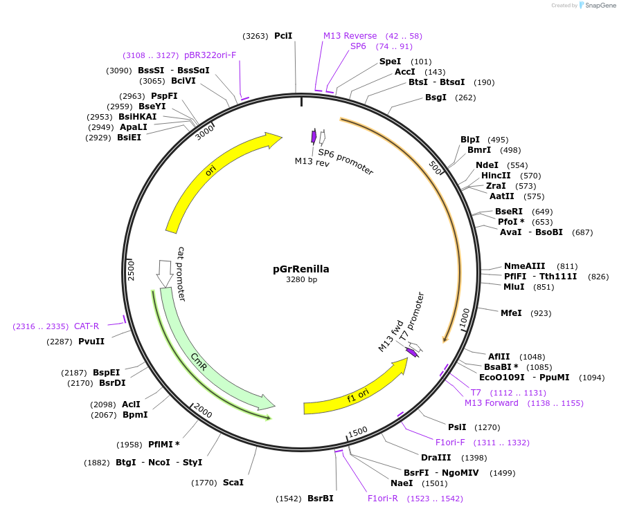 118060-plasmid-map-sequence-id-240471