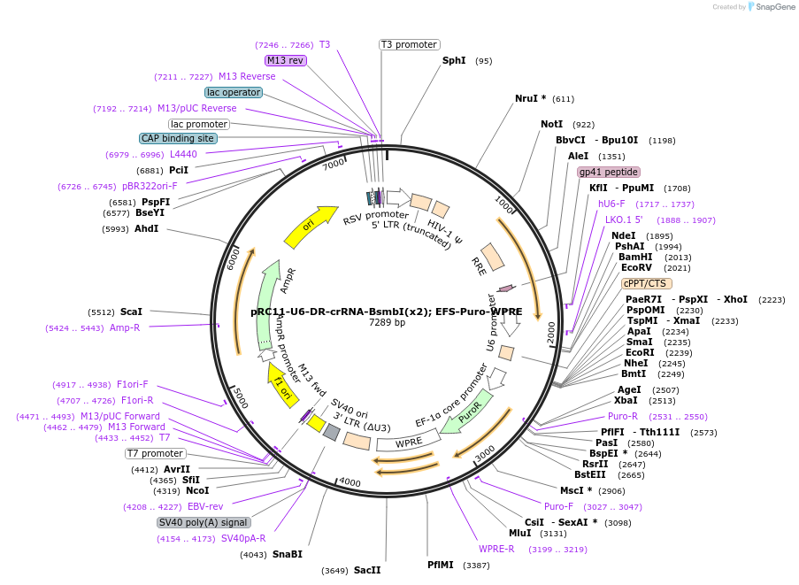 123360-plasmid-map-sequence-id-240481