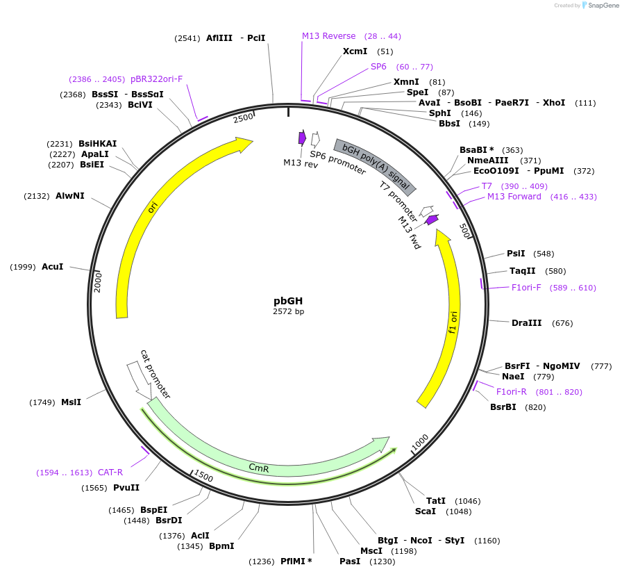 118061-plasmid-map-sequence-id-240489