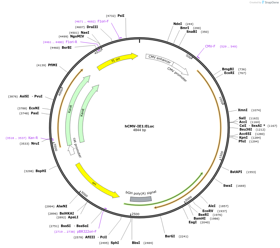 118062-plasmid-map-sequence-id-240491