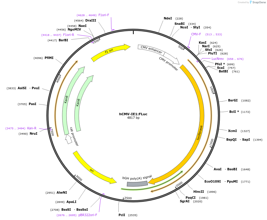 118063-plasmid-map-sequence-id-240492