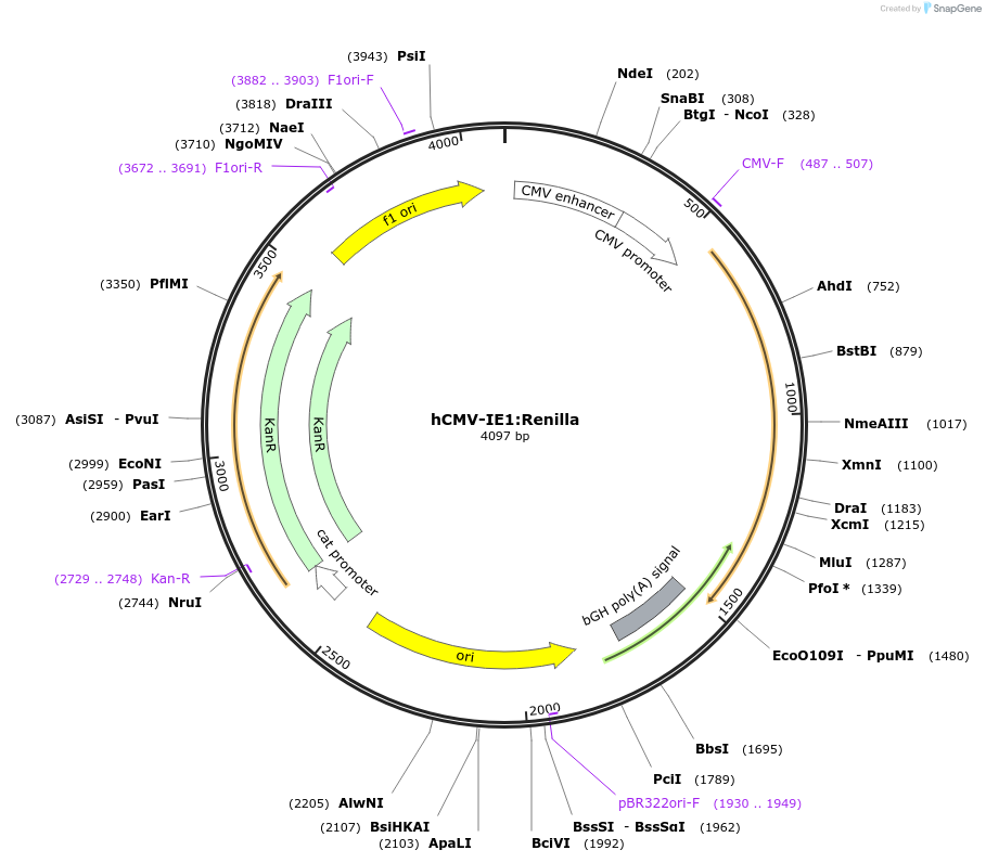 118066-plasmid-map-sequence-id-240497