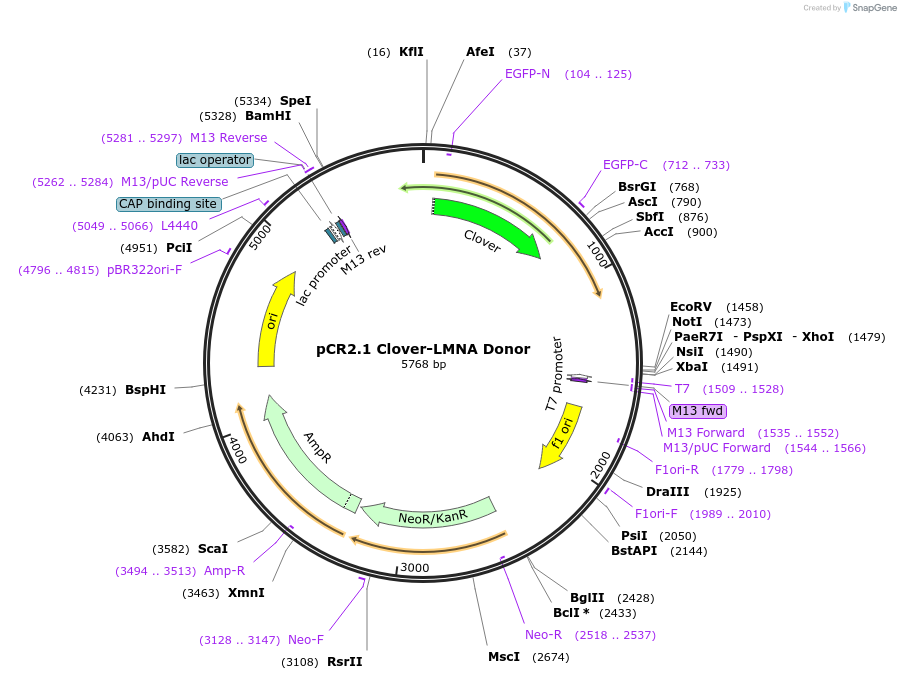 122508-plasmid-map-sequence-id-240498