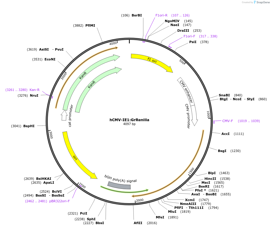 118067-plasmid-map-sequence-id-240499