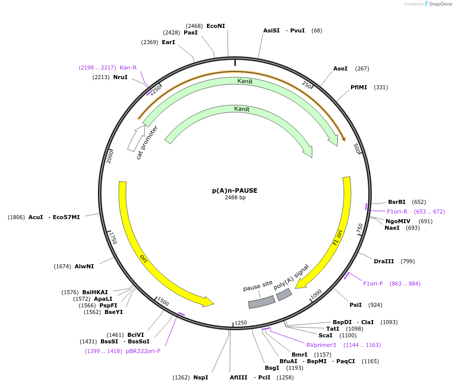 118068-plasmid-map-sequence-id-240500