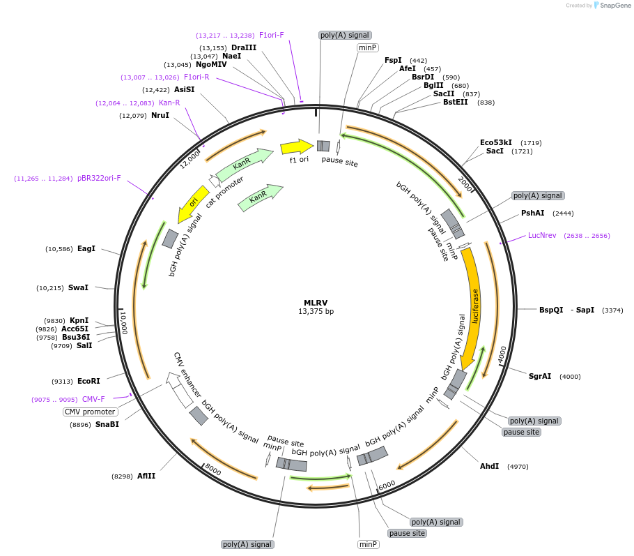 118069-plasmid-map-sequence-id-240503