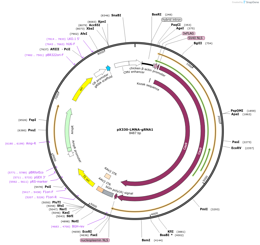 122507-plasmid-map-sequence-id-240504