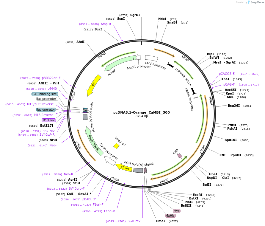 124095-plasmid-map-sequence-id-240509