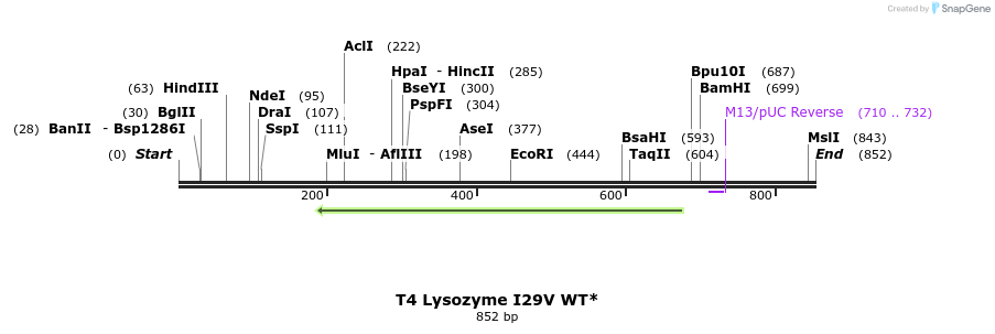 24051_map