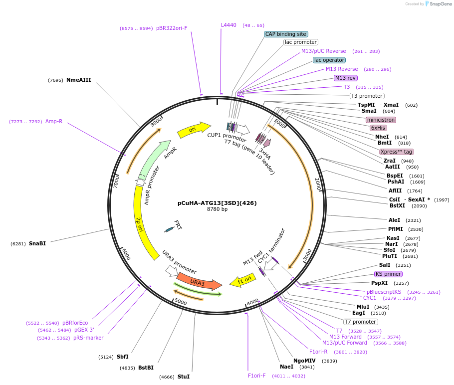122077-plasmid-map-sequence-id-240510