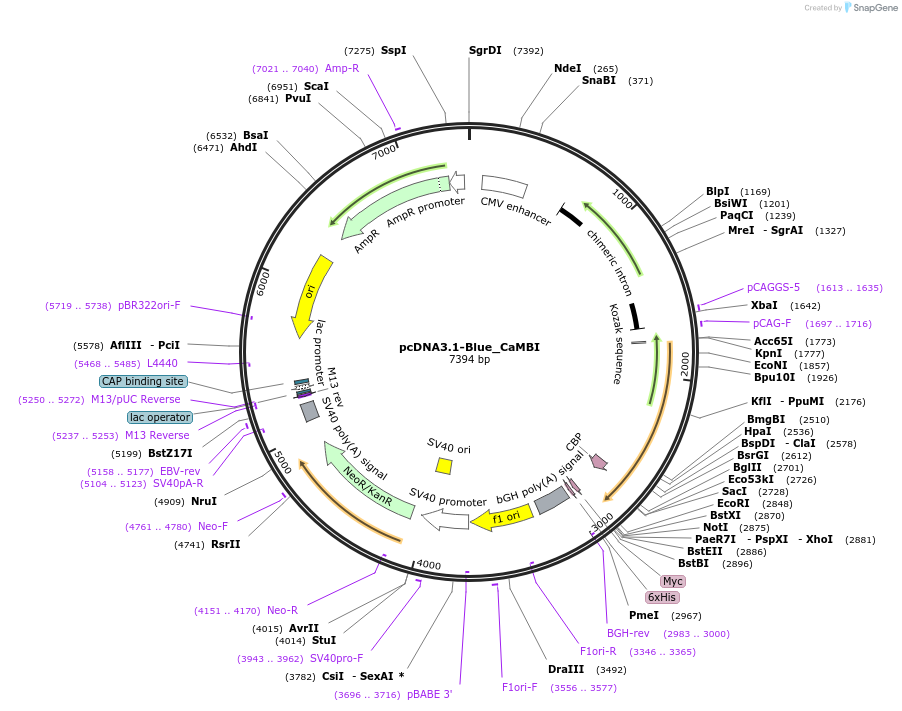 124097-plasmid-map-sequence-id-240513